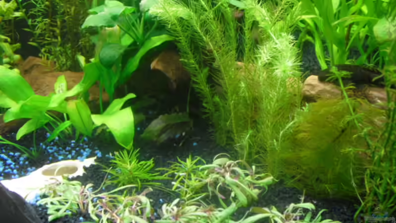 Pflanzen im Aquarium existiert in der Form nichtmehr von Peter S. (6)