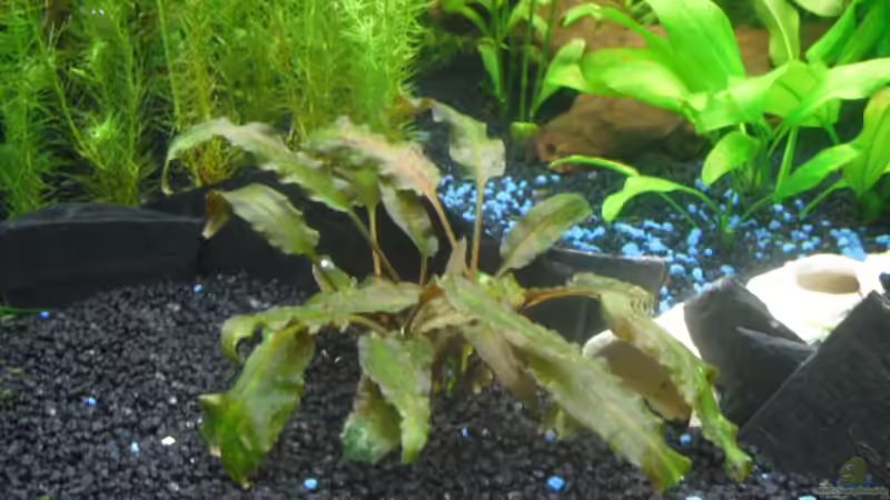 Pflanzen im Aquarium existiert in der Form nichtmehr von Peter S. (9)