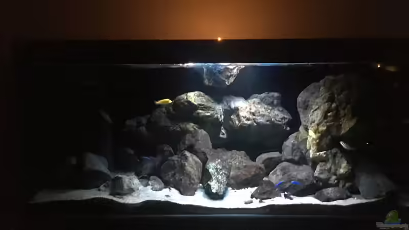 Pflanzen im Aquarium Fade to black (aufgelöst) von der Steirer (31)