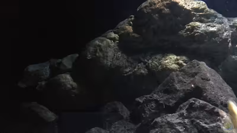 Pflanzen im Aquarium Fade to black (aufgelöst) von der Steirer (32)