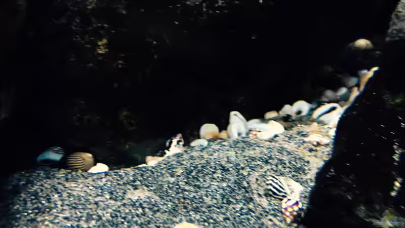 Pflanzen im Aquarium Fade to black (aufgelöst) von der Steirer (33)