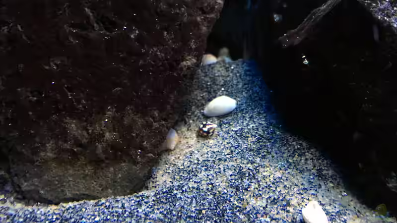 Pflanzen im Aquarium Fade to black (aufgelöst) von der Steirer (34)