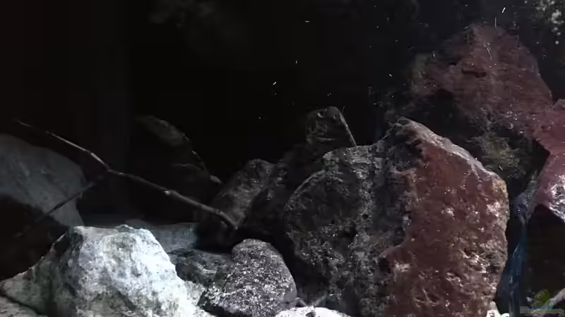 Pflanzen im Aquarium Fade to black (aufgelöst) von der Steirer (36)