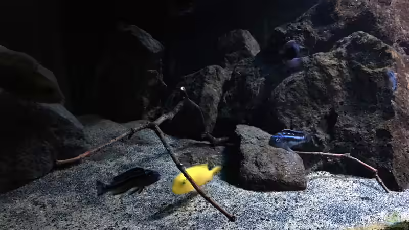 Pflanzen im Aquarium Fade to black (aufgelöst) von der Steirer (37)