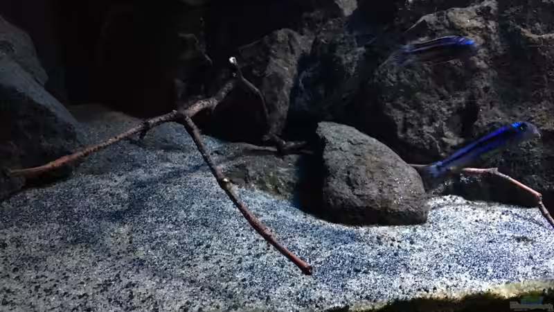 Pflanzen im Aquarium Fade to black (aufgelöst) von der Steirer (39)