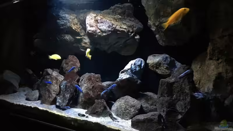 Pflanzen im Aquarium Fade to black (aufgelöst) von der Steirer (40)