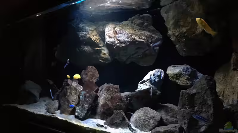 Pflanzen im Aquarium Fade to black (aufgelöst) von der Steirer (41)