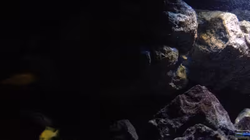 Pflanzen im Aquarium Fade to black (aufgelöst) von der Steirer (42)