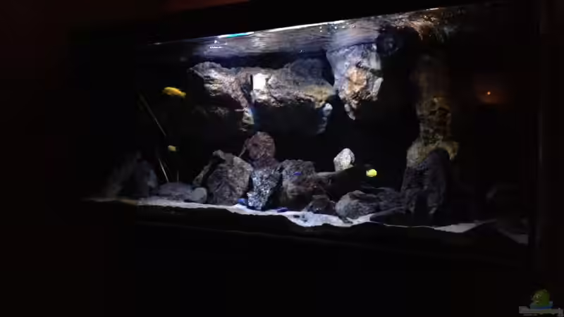 Pflanzen im Aquarium Fade to black (aufgelöst) von der Steirer (47)