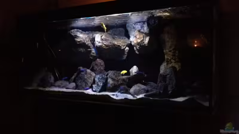 Pflanzen im Aquarium Fade to black (aufgelöst) von der Steirer (48)