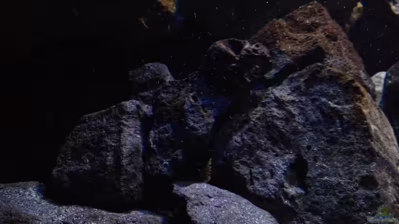 Pflanzen im Aquarium Fade to black (aufgelöst) von der Steirer (50)