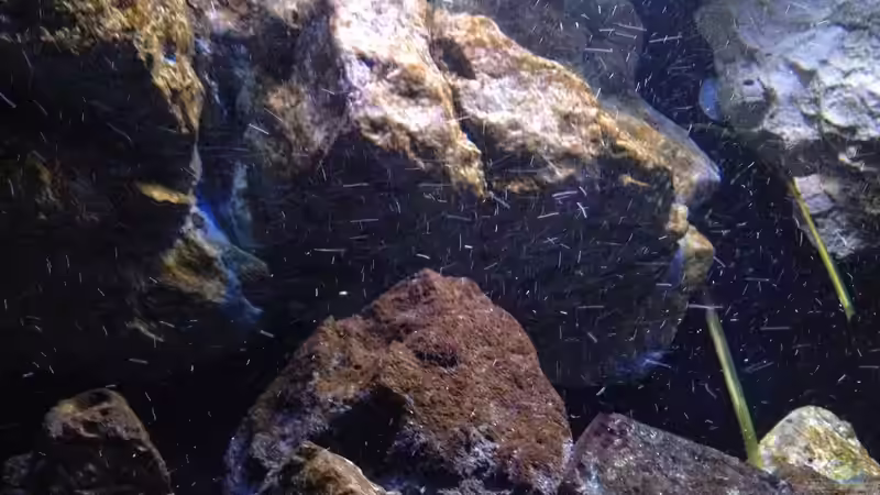 Pflanzen im Aquarium Fade to black (aufgelöst) von der Steirer (52)