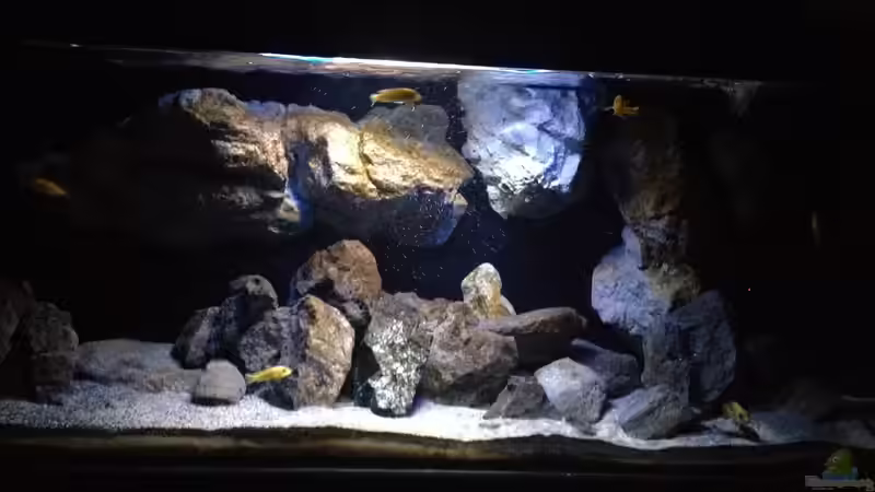 Pflanzen im Aquarium Fade to black (aufgelöst) von der Steirer (53)