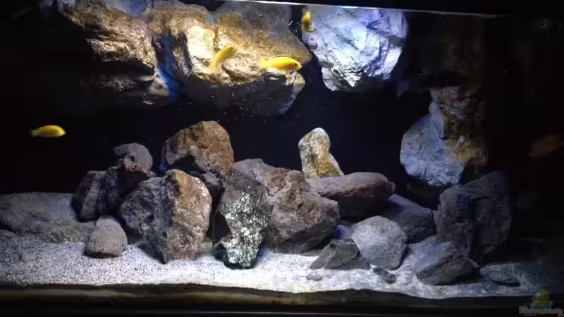 Pflanzen im Aquarium Fade to black (aufgelöst) von der Steirer (54)