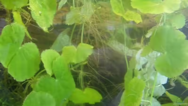 Pflanzen im Aquarium Fadenfischwelt von Specter (4)