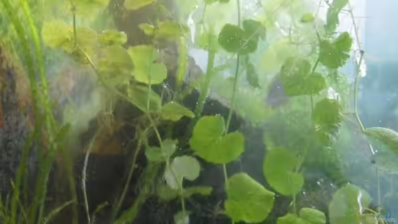 Pflanzen im Aquarium Fadenfischwelt von Specter (5)