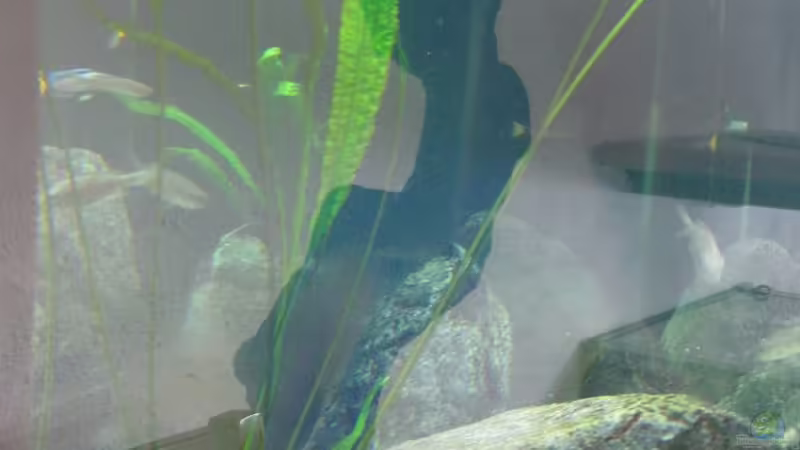 Pflanzen im Aquarium Fadenmaulbrüter-Tank von Andi*Sehlde (23)