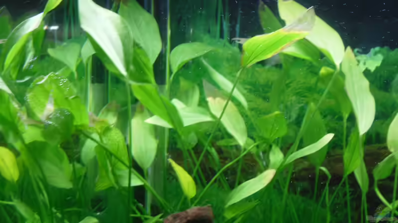Pflanzen im Aquarium Family Relaxpoint von Papa D.J. (5)