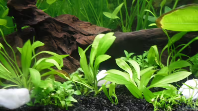 Pflanzen im Aquarium Family Relaxpoint von Papa D.J. (7)