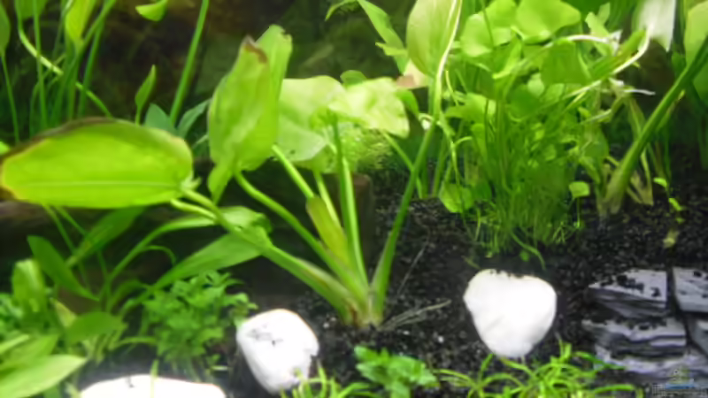 Pflanzen im Aquarium Family Relaxpoint von Papa D.J. (8)
