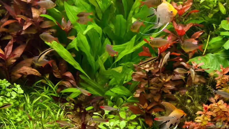 Pflanzen im Aquarium Farbträume von Ralf64 (32)