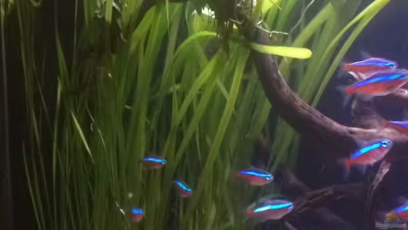 Pflanzen im Aquarium Feierabend Becken von Theo Heimann (3)