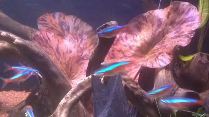 Pflanzen im Aquarium Feierabend Becken von Theo Heimann (4)