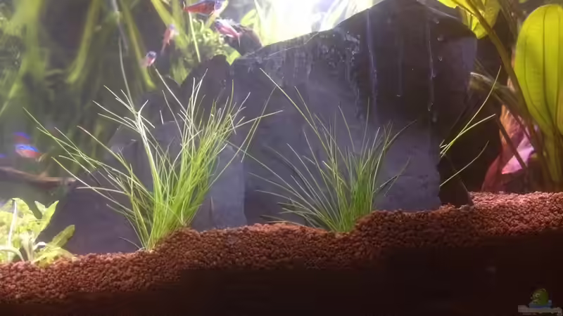 Pflanzen im Aquarium Feierabend Becken von Theo Heimann (5)