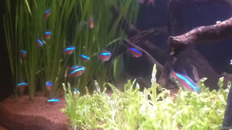 Pflanzen im Aquarium Feierabend Becken von Theo Heimann (6)