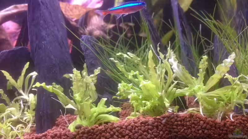 Pflanzen im Aquarium Feierabend Becken von Theo Heimann (7)