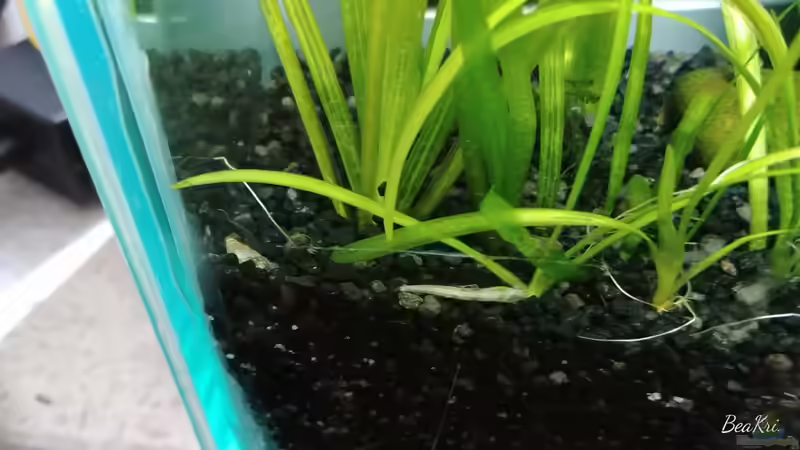 Pflanzen im Aquarium Fensterbank von Miss Kasimir (8)