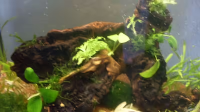 Pflanzen im Aquarium ferplast Cayman 40 classic von steffen9 (3)