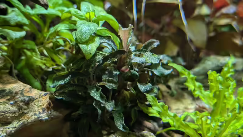 Pflanzen im Aquarium Feuerinsel von der Loucy (10)