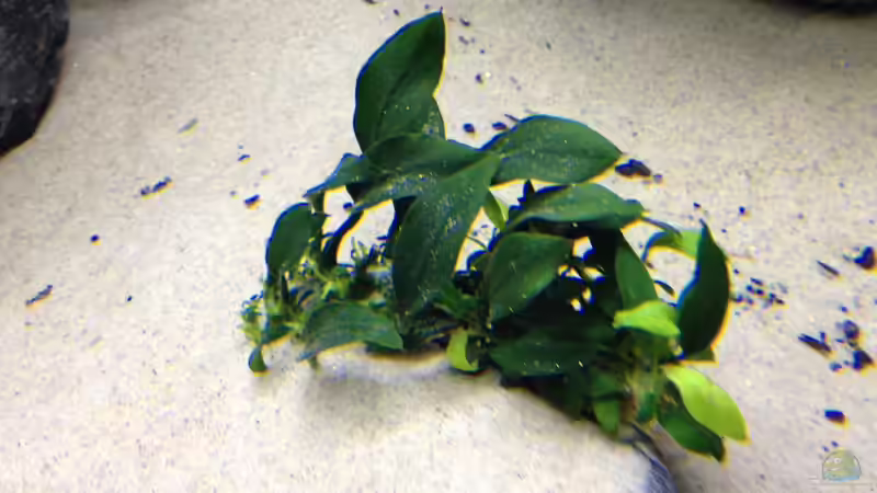 Pflanzen im Aquarium First Malawitank von Vin (16)