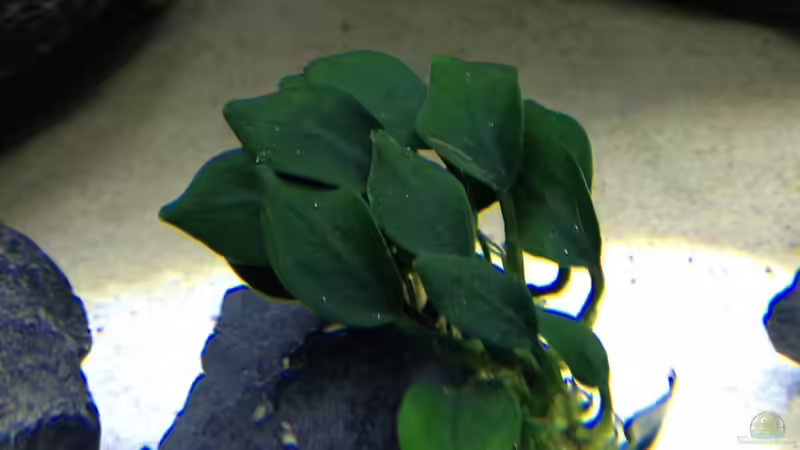 Pflanzen im Aquarium First Malawitank von Vin (17)