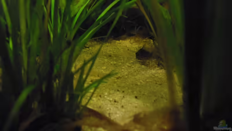 Pflanzen im Aquarium Fischsuppe von Yvonne Storms (11)