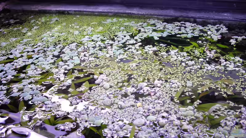 Pflanzen im Aquarium Fischsuppe von Yvonne Storms (12)