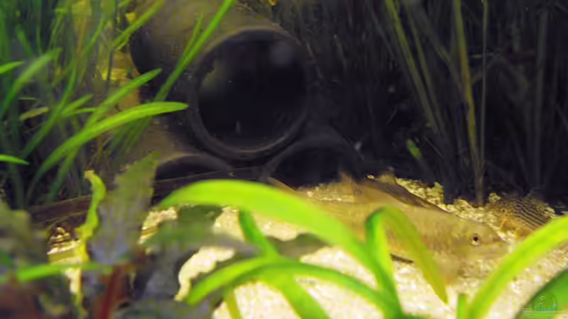 Pflanzen im Aquarium Fischsuppe von Yvonne Storms (8)