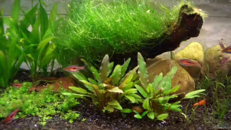 Pflanzen im Aquarium Flat Impression von navigator1 (9)