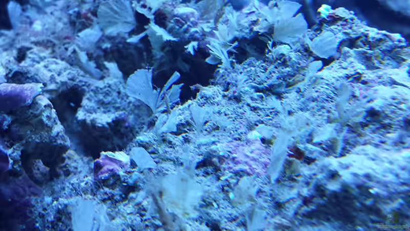 Pflanzen im Aquarium Flev´s 1,1K MeWa Tank von Flevus (4)