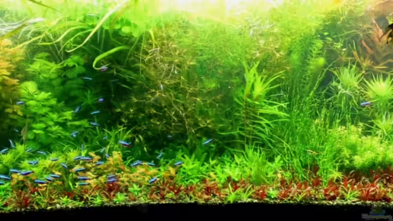 Pflanzen im Aquarium Flower Power von @mazonas (7)