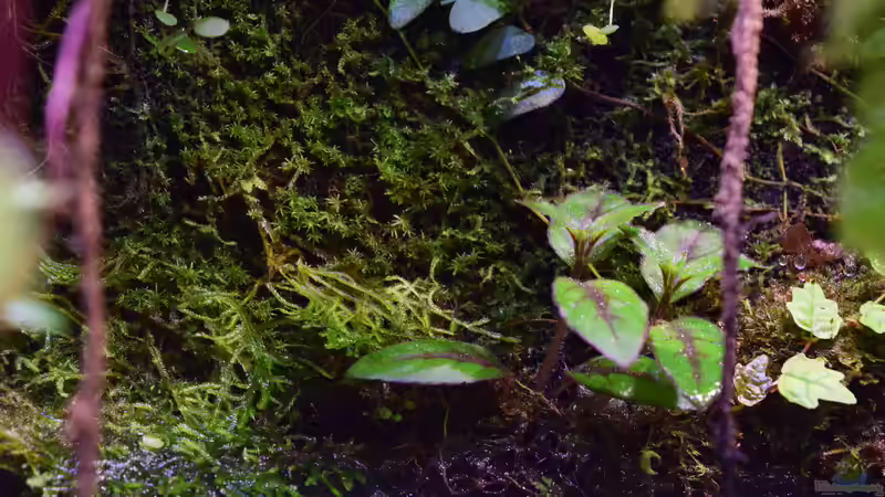 Pflanzen im Aquarium Flussufer des Riacho dos Macacos von Junglist (35)