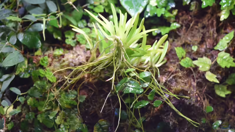 Pflanzen im Aquarium Flussufer des Riacho dos Macacos von Junglist (38)