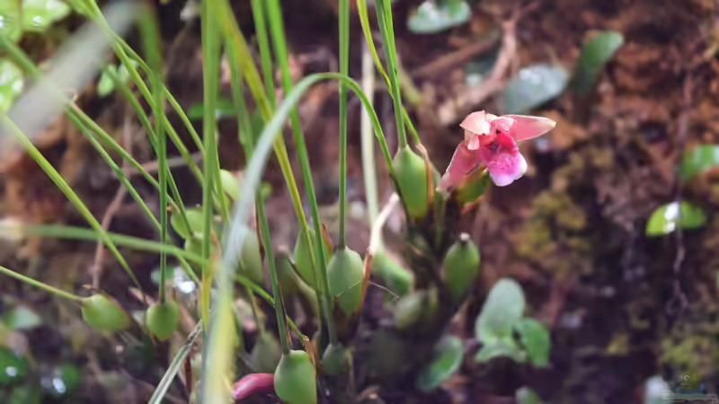 Pflanzen im Aquarium Flussufer des Riacho dos Macacos von Junglist (39)