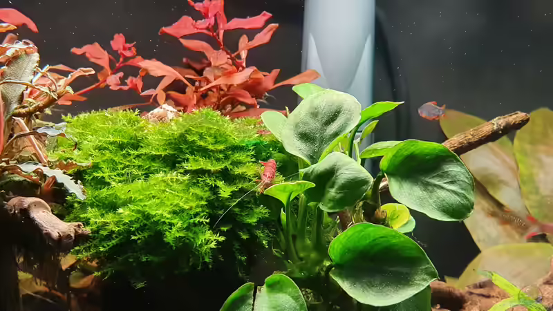 Pflanzen im Aquarium Fluval Aquascaping von Eugenio Bravo (2)