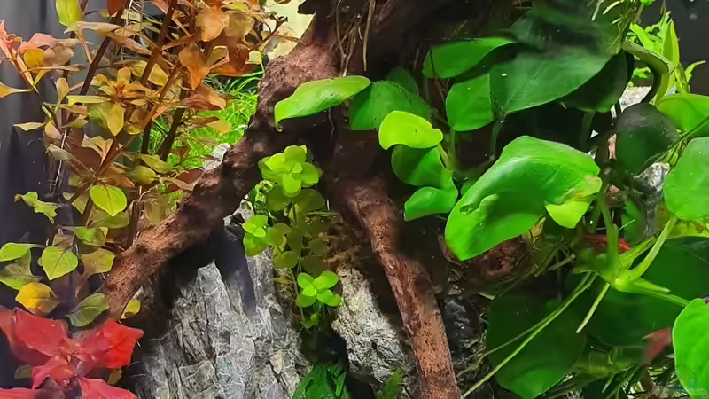 Pflanzen im Aquarium Fluval Aquascaping von Eugenio Bravo (3)