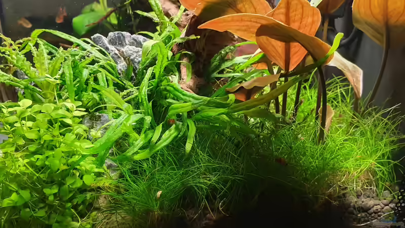 Pflanzen im Aquarium Fluval Aquascaping von Eugenio Bravo (4)