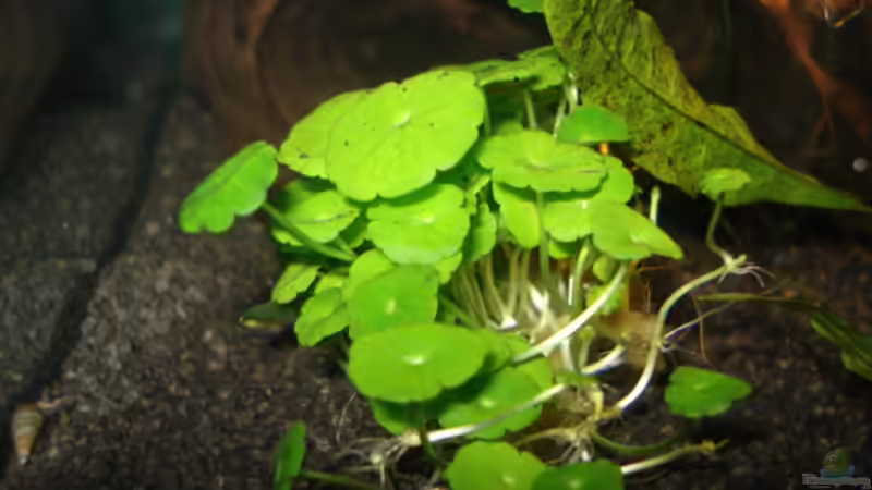 Pflanzen im Aquarium Fluval Edge Black Bee von Lukas Szewczyk (4)