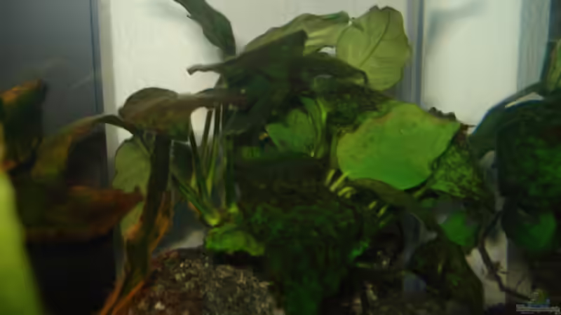 Pflanzen im Aquarium Fluval Edge Black Bee von Lukas Szewczyk (7)