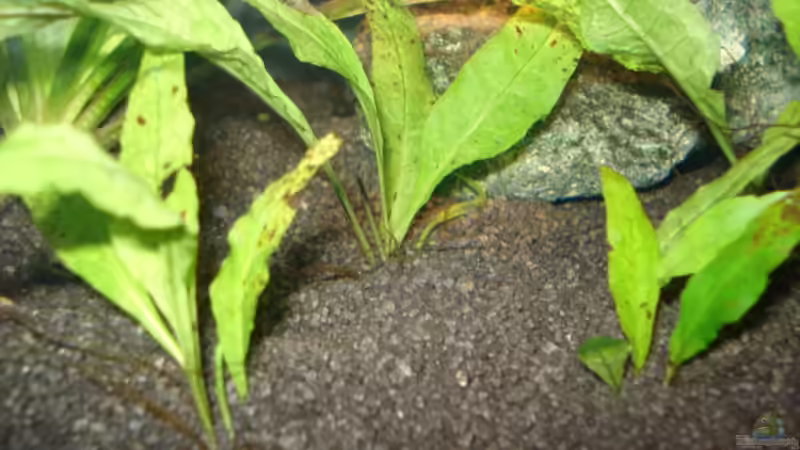 Pflanzen im Aquarium Fluval Edge Black Bee von Lukas Szewczyk (8)